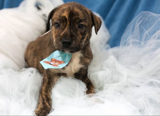 Centro de Bem-Estar Animal de Joinville realiza feira de adoção de cães e gatos neste domingo
