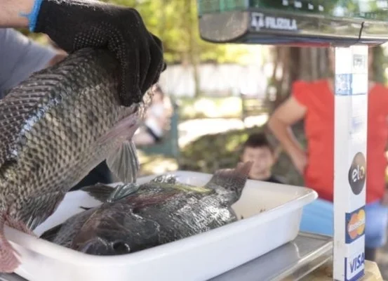 Feira do Peixe Vivo em Joinville vende tilápia a R$ 20 o quilo