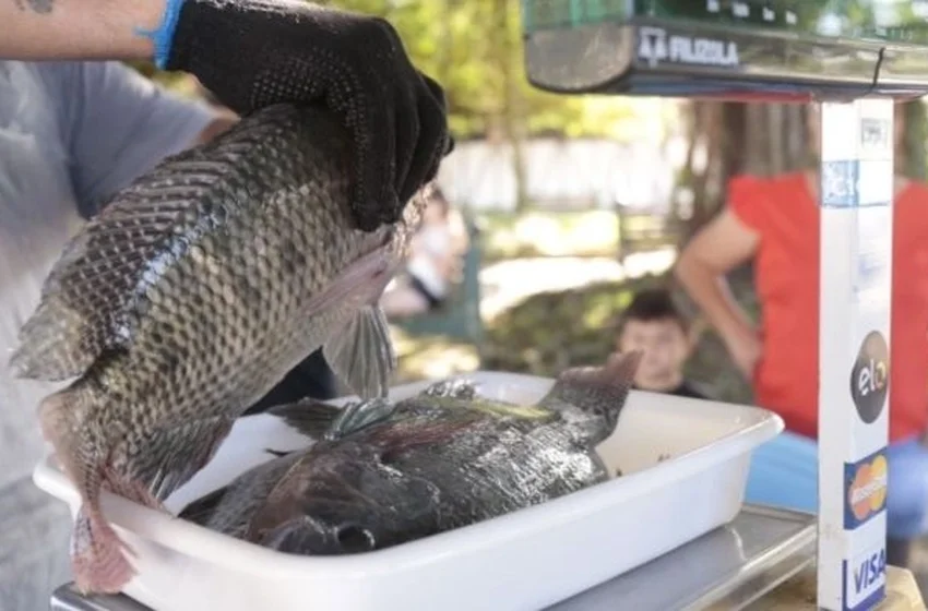 Feira do Peixe Vivo em Joinville vende tilápia a R$ 20 o quilo