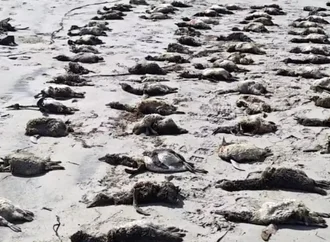 Mais de 700 pinguins são encontrados mortos no litoral de São Paulo