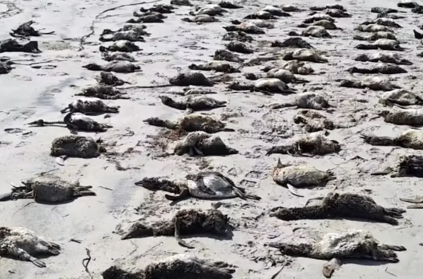 Mais de 700 pinguins são encontrados mortos no litoral de São Paulo