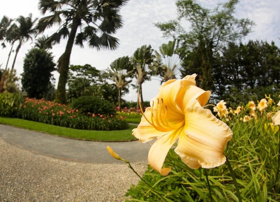 Parque dos Hemerocallis apresenta nova identidade visual
