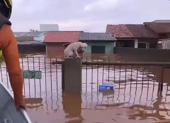 Pelo menos 3,5 mil animais ilhados pela chuva foram resgatados no RS