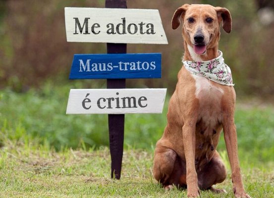 Prefeitura de Joinville e Polícia Civil promovem feira de adoção de animais vítimas de maus-tratos