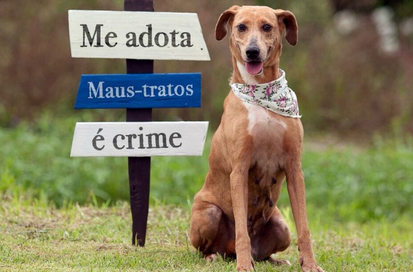 Prefeitura de Joinville e Polícia Civil promovem feira de adoção de animais vítimas de maus-tratos