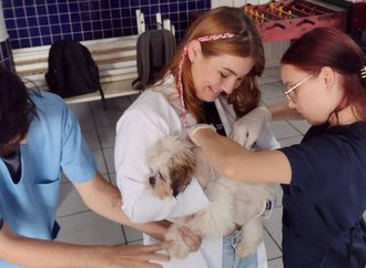 Prefeitura de Joinville faz mutirão de microchipagem para bairros da zona Sul