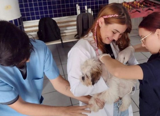 Prefeitura de Joinville faz mutirão de microchipagem para bairros da zona Sul