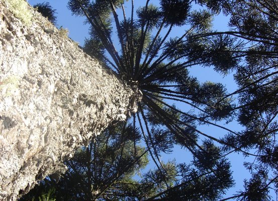 Programa seleciona soluções inovadoras para sustentabilidade das florestas tropicais