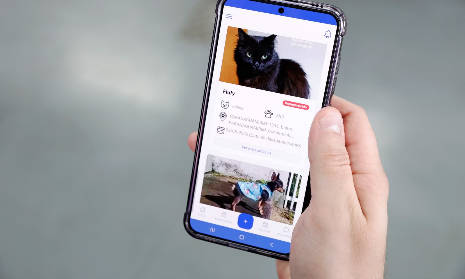 App Joinville Fácil completa um mês com 25 pets cadastrados como desaparecidos
