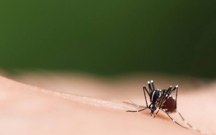Dengue em SC: Joinville registra primeira morte em 2024