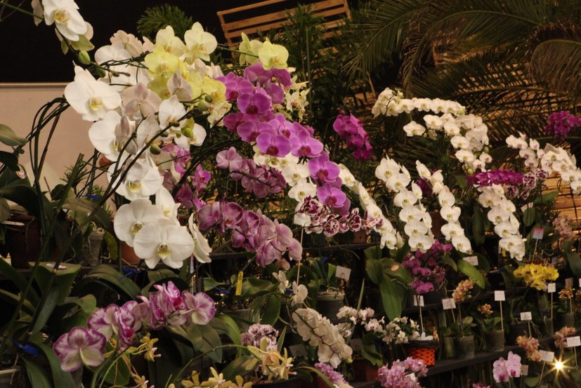 Festa das Flores inicia nesta terça, 14, em Joinville